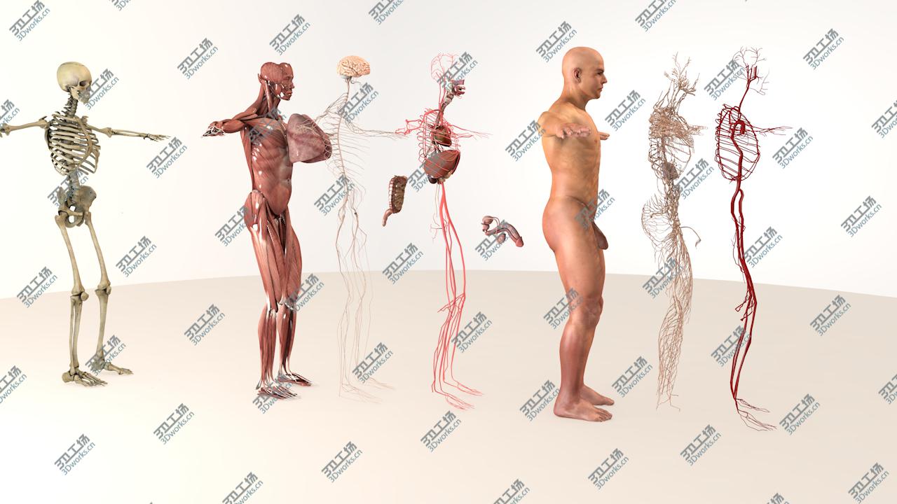 images/goods_img/20210313/3D model Complete Male Body Anatomy/3.jpg